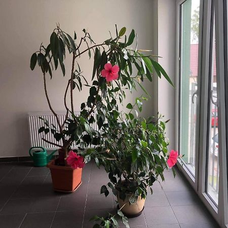 Apartman Na Lukach - Kopretina Třeboň 外观 照片