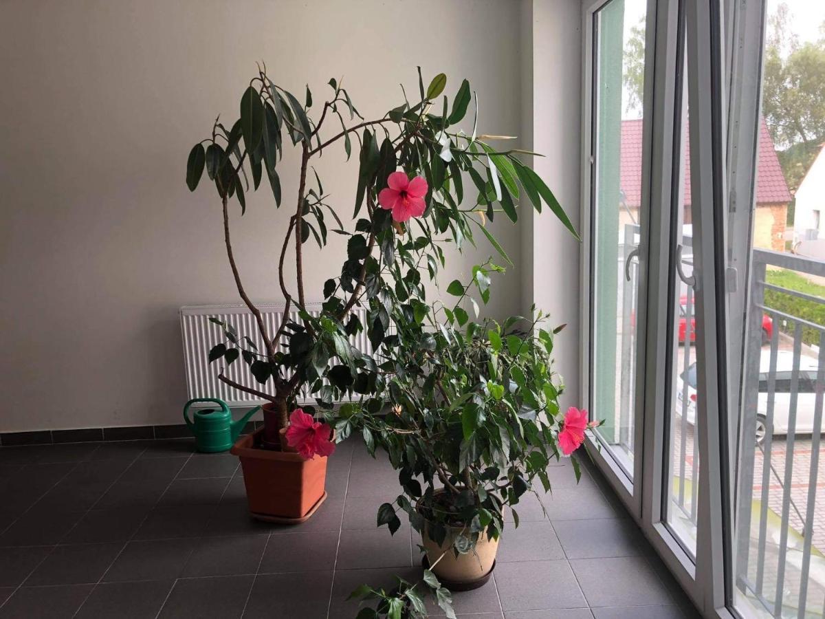 Apartman Na Lukach - Kopretina Třeboň 外观 照片